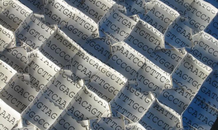 Photograph showing a sequence of human chromosome 14 folded into a three-dimensional pattern. The current study looks at how the genomes of different organisms across the tree of life fold in 3D.