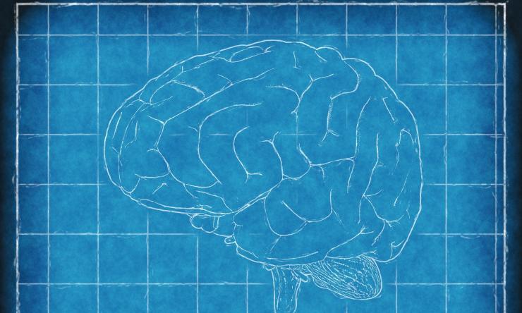 Drawing of the brain