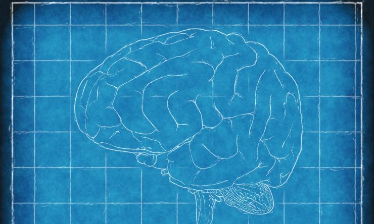 Drawing of the brain