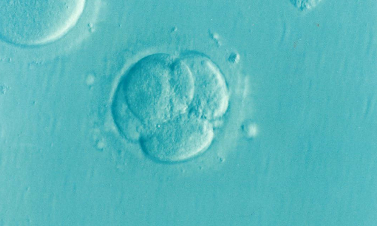 embryo