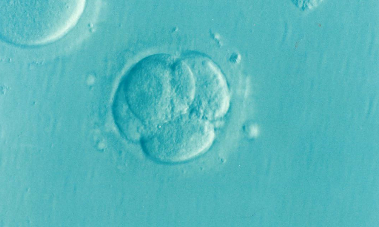 embryo