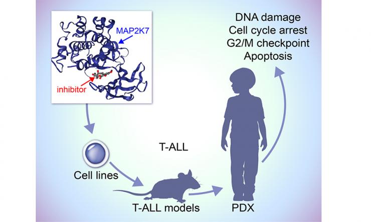 MAP2K7 inhibitors as anti-leukemic agents in pediatric T-ALL 