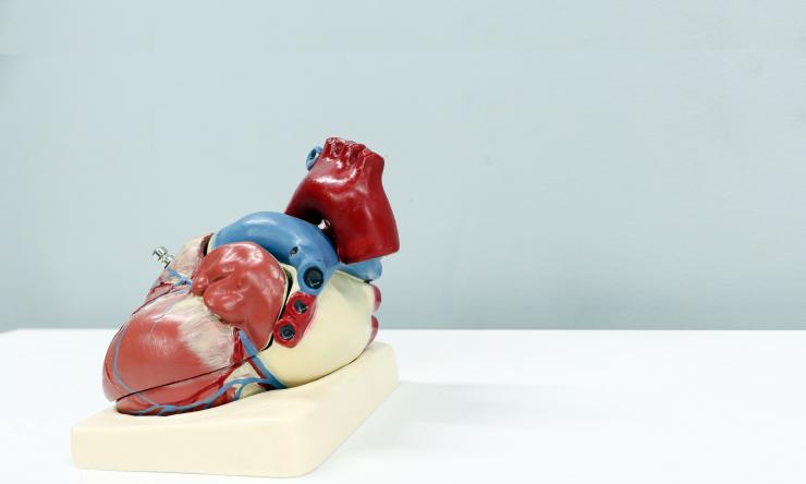 Model of heart