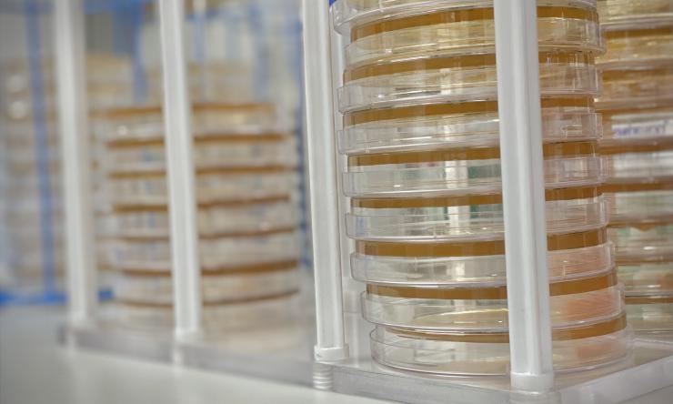 Mills Lab petri dishes