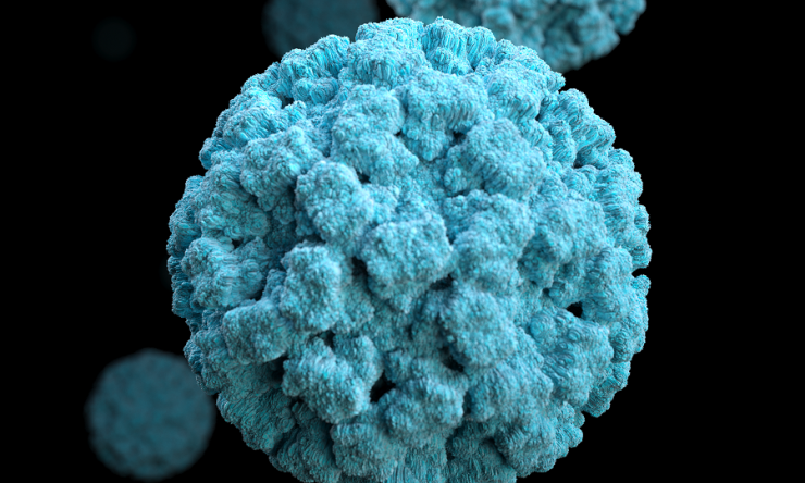 norovirus