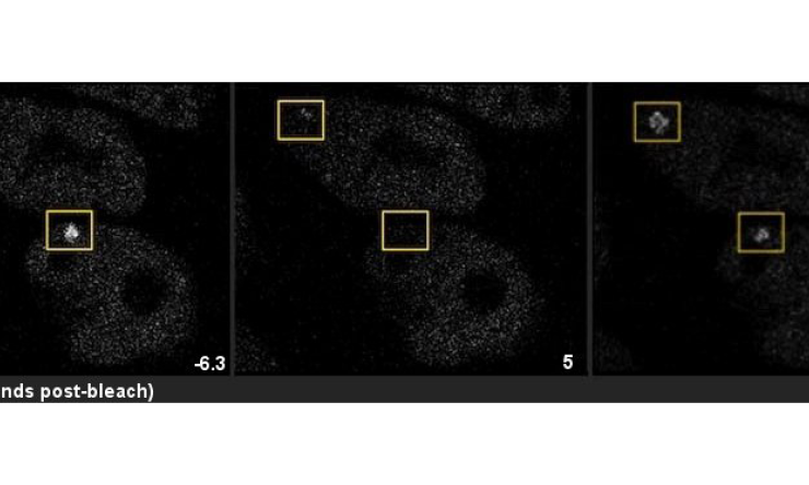 Mancini iScience image 3 panel