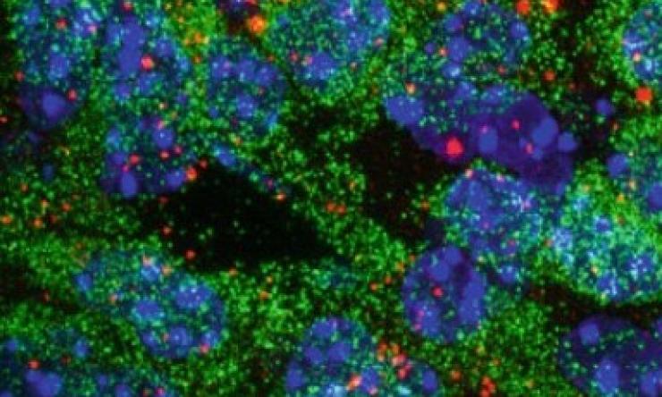 Confocal Image