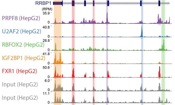 Large-scale maps of RNA regulatory networks