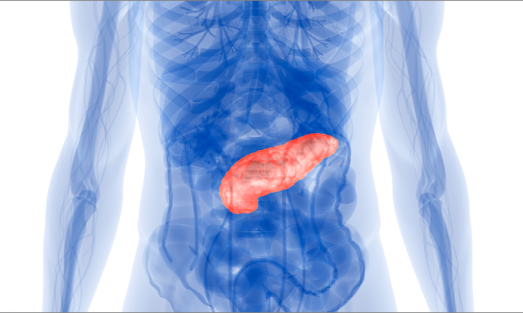 Image of Pancreas