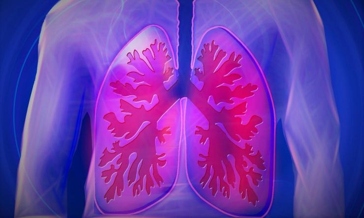 Lungs