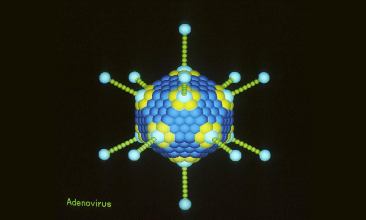Adenovirus