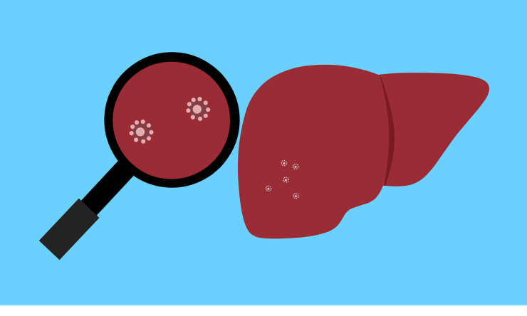 Drawing of a liver and magnifying glass