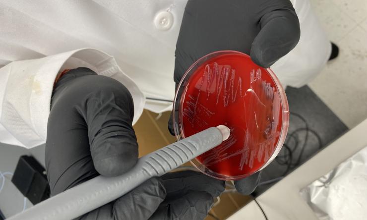 Identification of Infectious Diseases