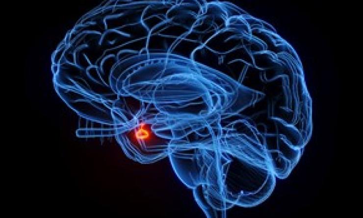 Illustration of the Neuroendocrine Core