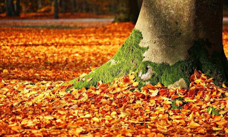 Photo of the base of a tree with the ground covered in orange fall leaves