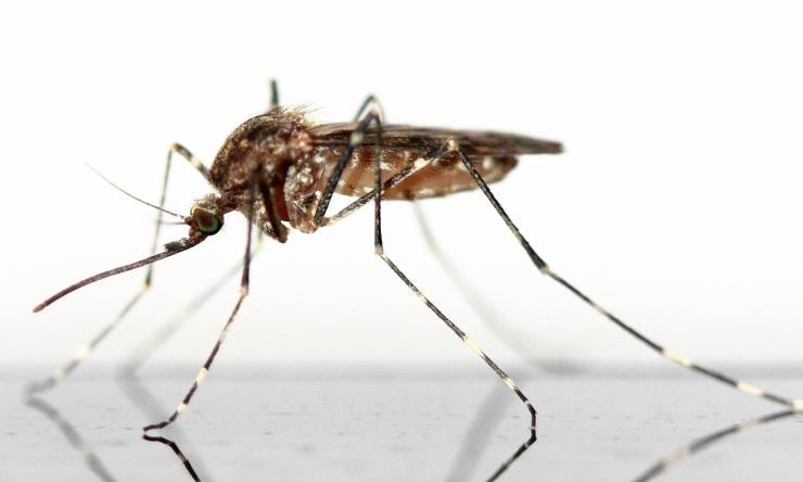Close up photograph of a mosquito standing on a white background.