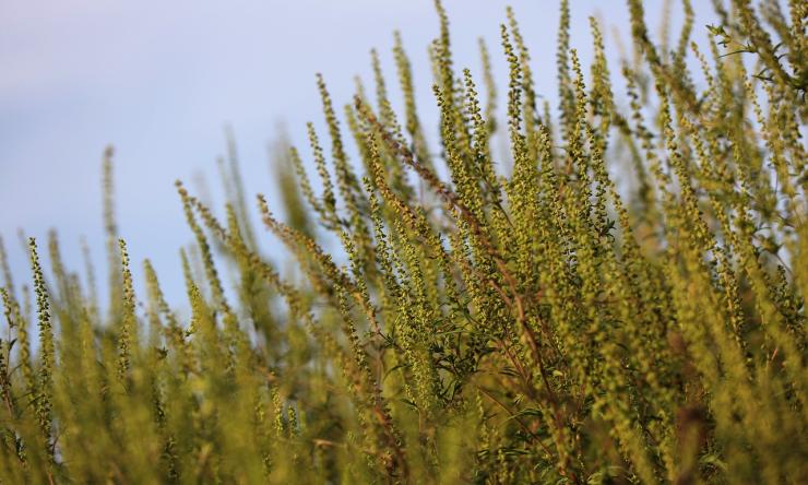 An early start to spring allergies | BCM