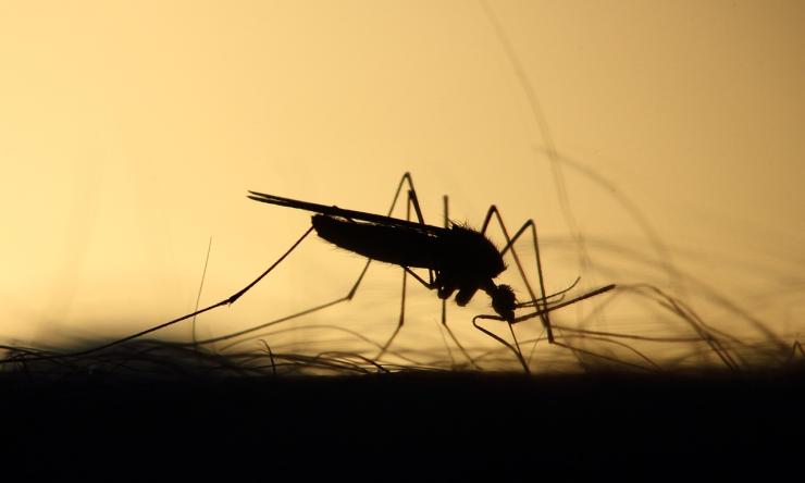 Silhouette of a mosquito on a hairy arm. 
