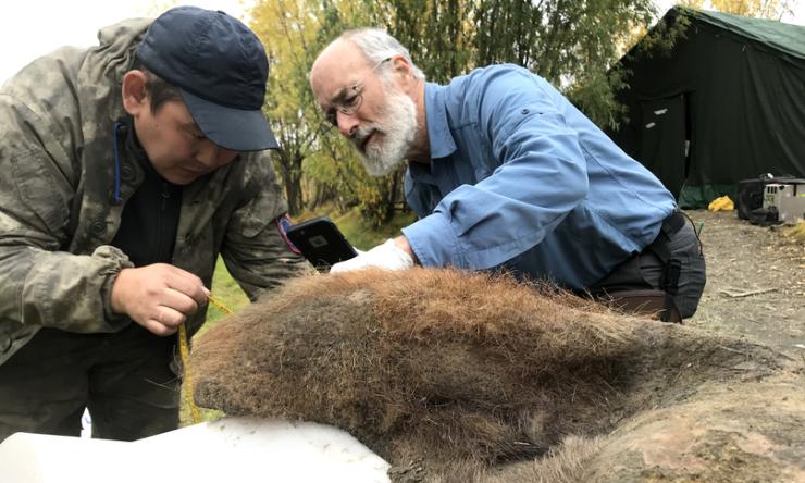 We show that three-dimensional chromatin structure is preserved in a 52,000-year-old woolly mammoth skin. In this photo Valerii Plotnikov and Dan Fisher are examining the skin after it was excavated from permafrost.