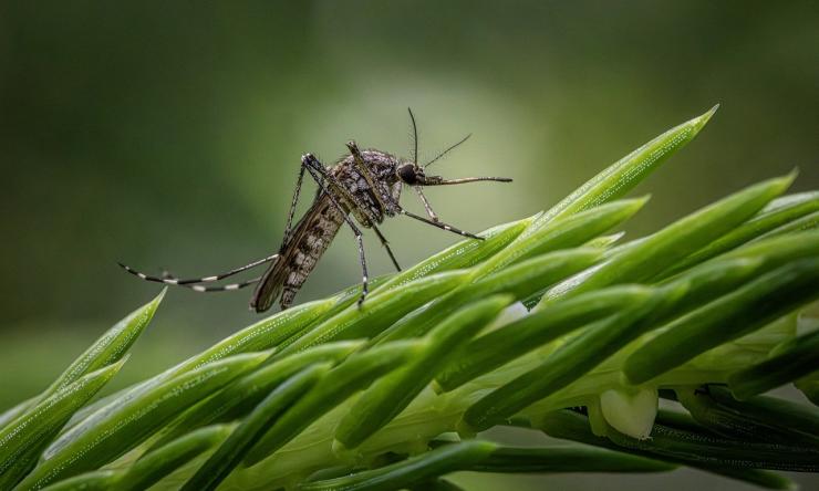 A close up photograph of a mosquito on green plant