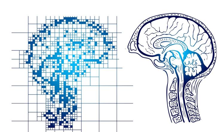 I drawing of a dot matrix-like brain next to a mirror image of an anatomical brain to represent AI brain research.