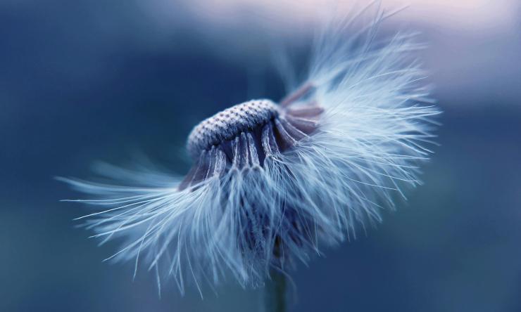 Close up photo of a dandelion with half of it's pollen missing