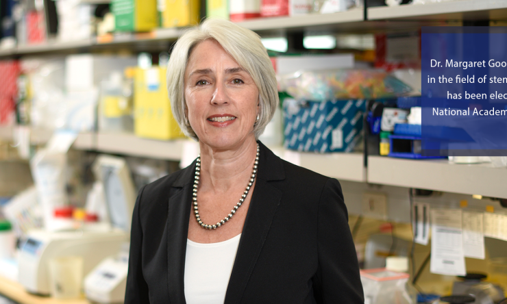 Dr. Margaret Goodell, an expert in the field of stem cell research, has been elected to the National Academy of Sciences.