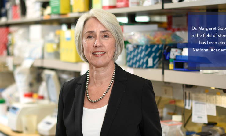 Dr. Margaret Goodell, an expert in the field of stem cell research, has been elected to the National Academy of Sciences.