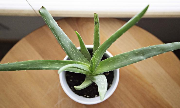Using Aloe Vera Has Multiple Benefits