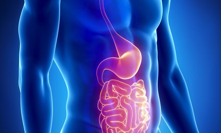 How good bacteria can help keep a gut healthy