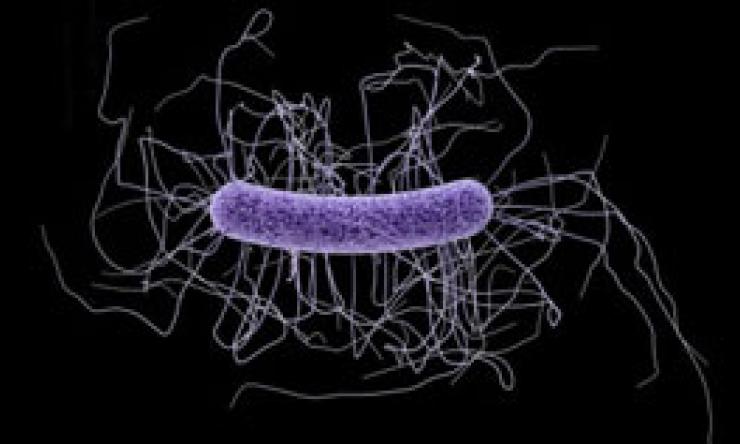 Clostridium difficile