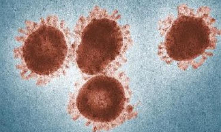 Image of a coronavirus showing the crown-like (corona) appearance.
