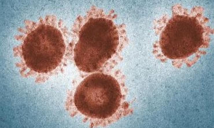 Image of a coronavirus showing the crown-like (corona) appearance.