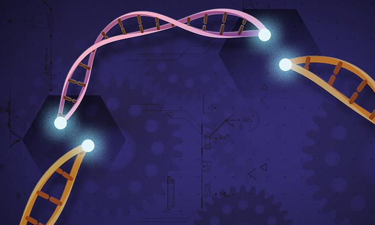 Researchers at Baylor College of Medicine have come up with a simpler, faster approach to avoid some technical aspects of CRISPR and make it available as an off-the-shelf ingredient for genetic engineering.