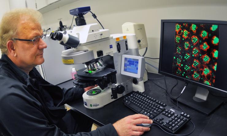 Hugo J. Bellen, D.V.M., Ph.D.