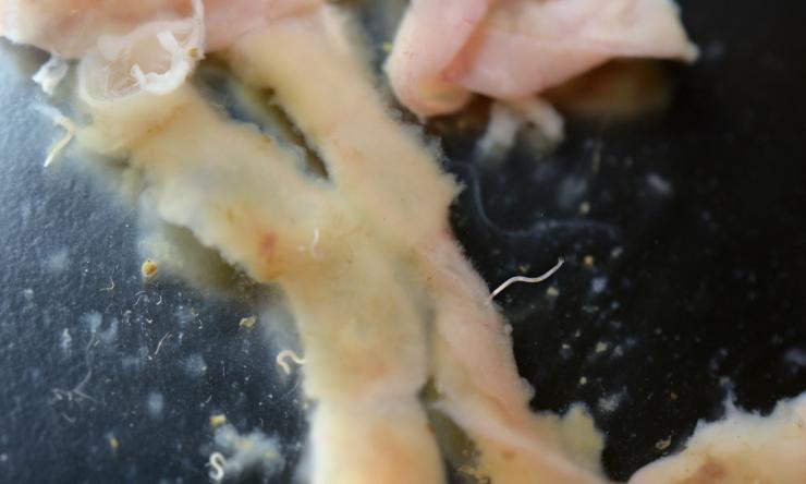 male hookworm with copulative bursa visible, mouth end attached to intestine