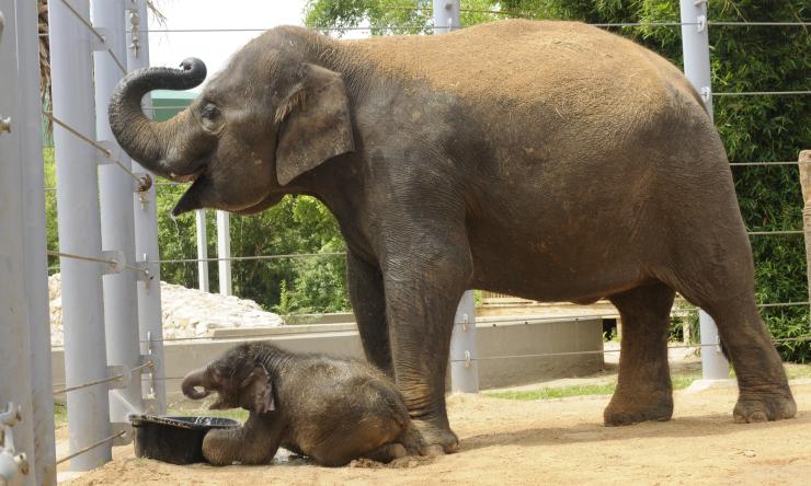 T Cell Responses Against Elephant Herpesvirus Identified