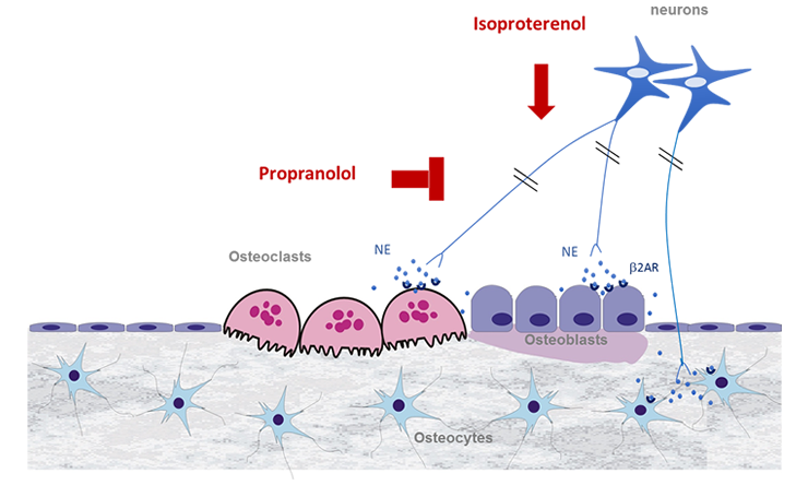 the biological relevance of our previous work that provided evidence for a role of adrenergic signaling in the bone remodeling process.