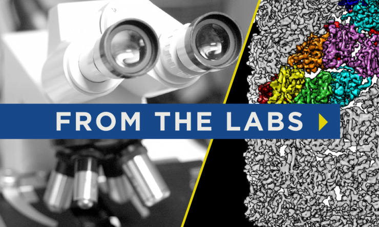 from the labs largest