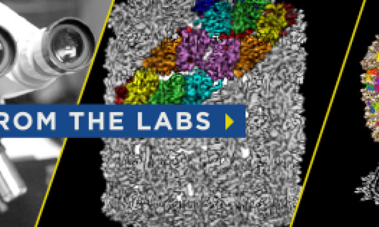 Read more about research at Baylor College of Medicine in From the Labs.