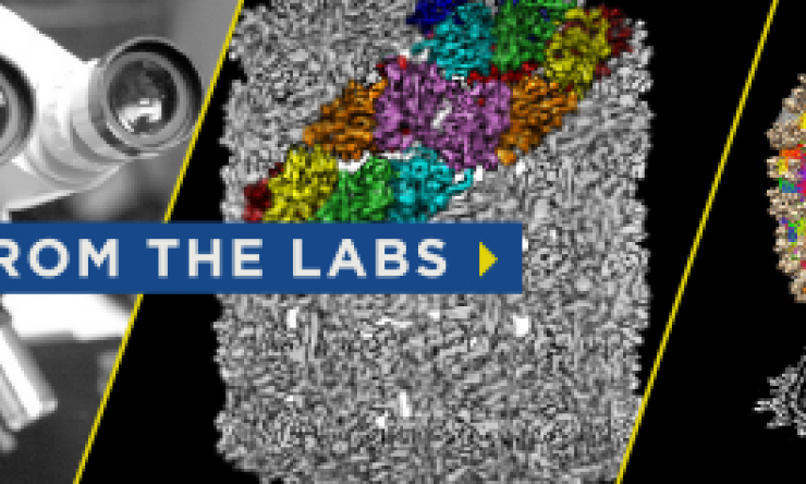 Read more about research at Baylor College of Medicine in From the Labs.