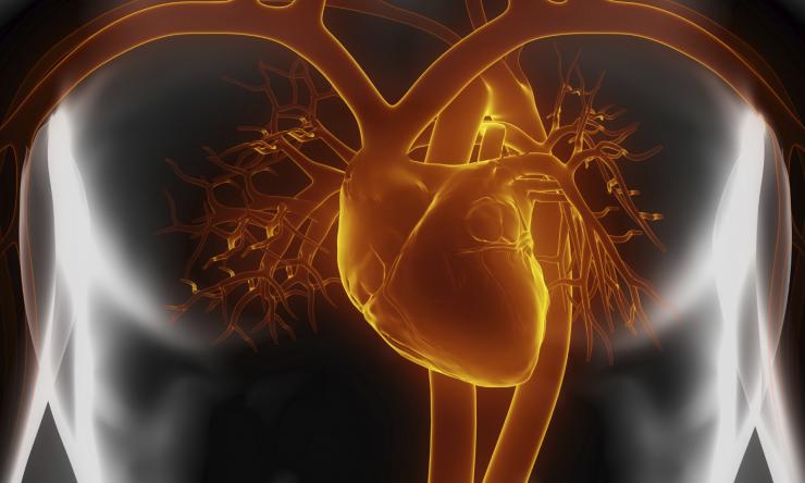New Insights Into Heart S Healing Capacity