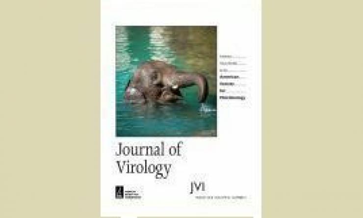 Drs. Paul Ling and Angela Fuery identify three potential vaccine candidates for the lethal elephant endotheliotropic herpesvirus (EEHV) in a research collaboration with the Houston Zoo.