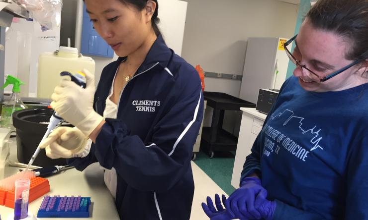 Atherosclerotic lesions in aortae from Ldlr KO mice fed a Western style diet.