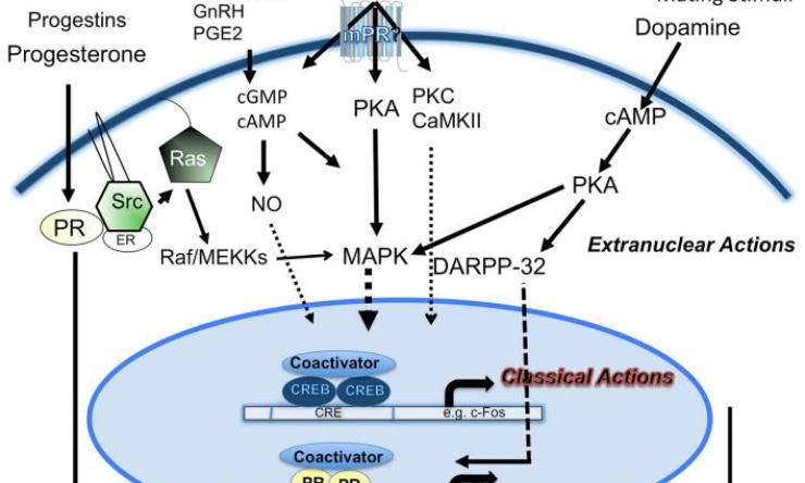 Progesterone signaling mechanisms in brain and behavior