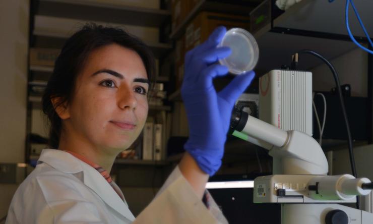 Graduate student Sena Ozseker in Dr. Meng Wang's laboratory