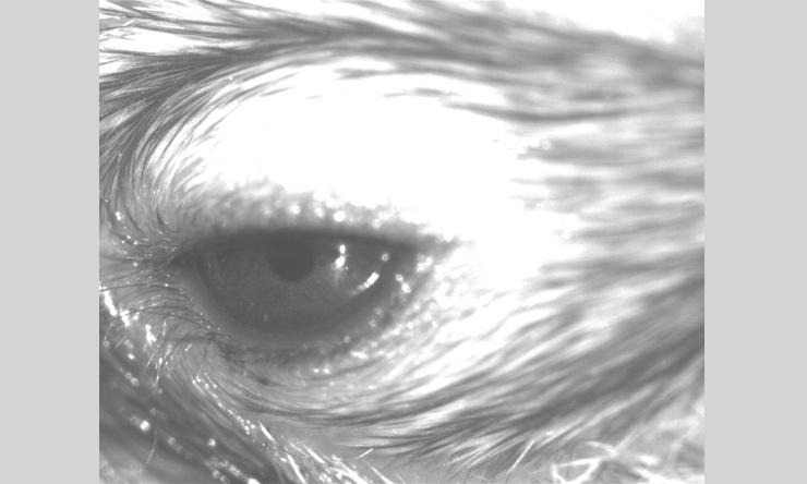 Mouse Eye