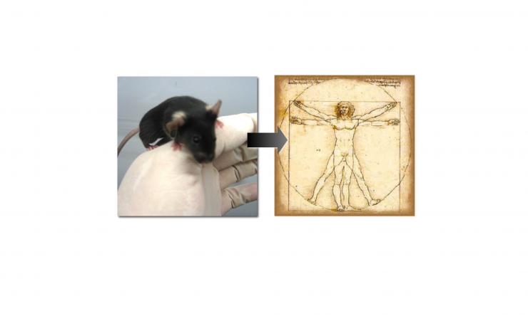 from mice to humans