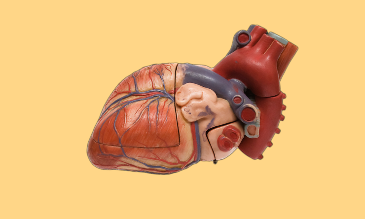 Dr. Mohi Khera says numerous studies find that cardiovascular disease and erectile dysfunction are linked.