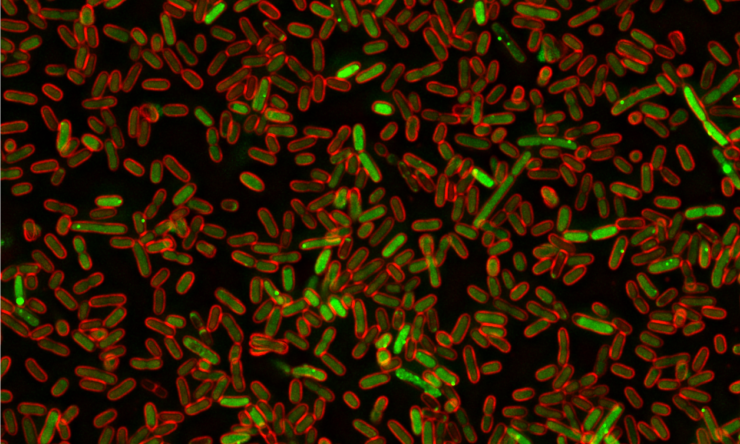 A team led by researchers at Baylor College of Medicine and the University of Texas at Austin has applied an unconventional approach that used bacteria to discover human proteins that can lead to DNA damage and promote cancer.
